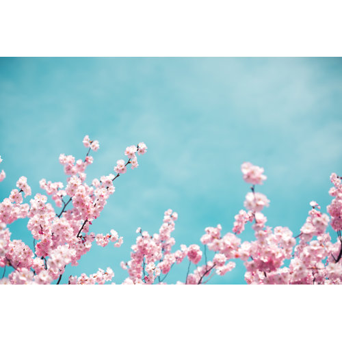 17 Stories Cherry Blossoms by Borchee No Frame Art Prints on Canvas